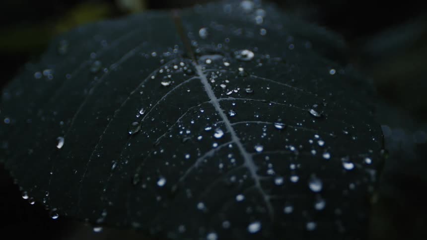 Water droplets falling on the surface of a big green leaf