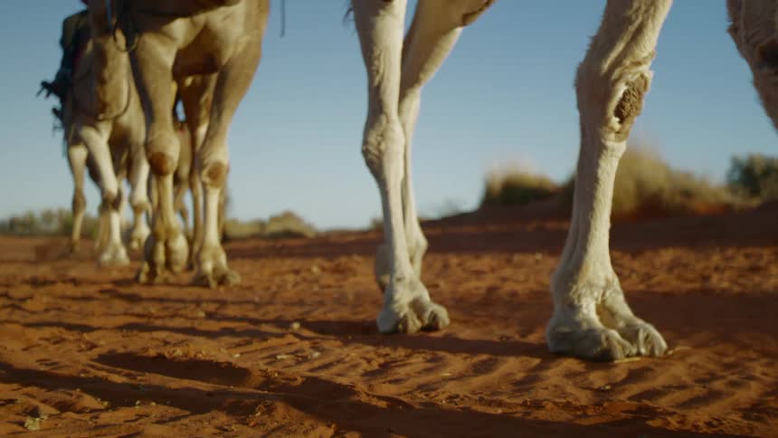 Camels carry people in the desert