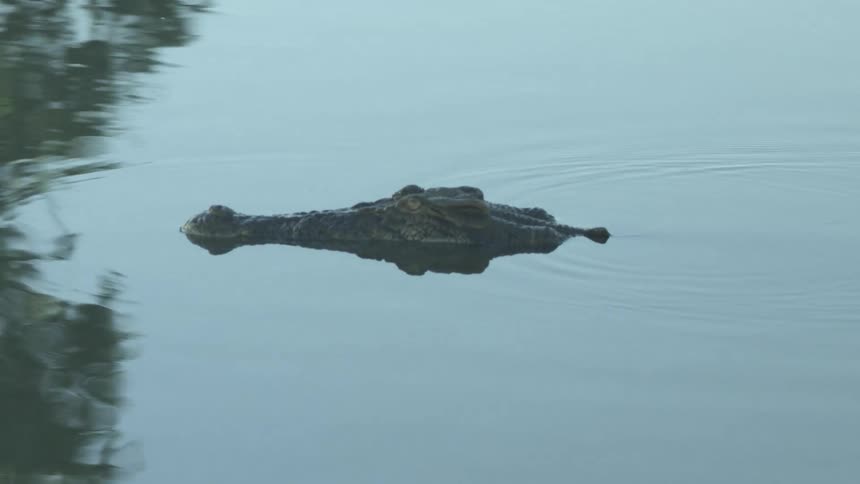 The head of a crocodile poking out of the water as it glides along