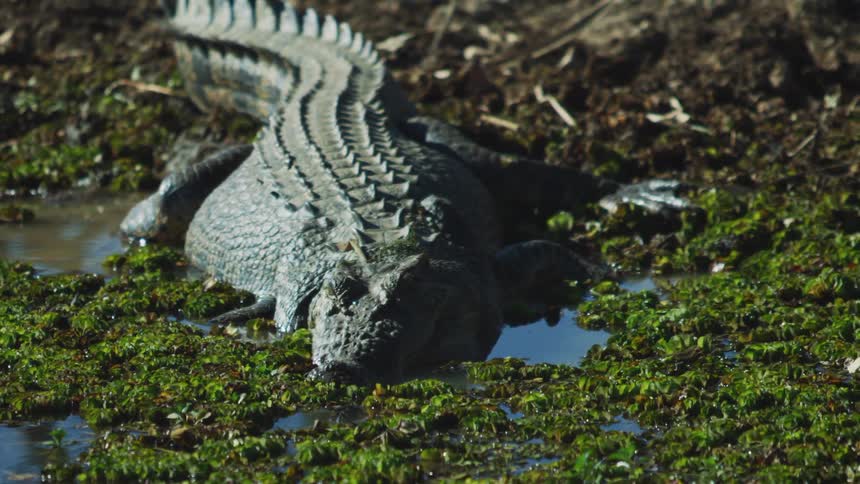 A crocodile is laying in the green swamp