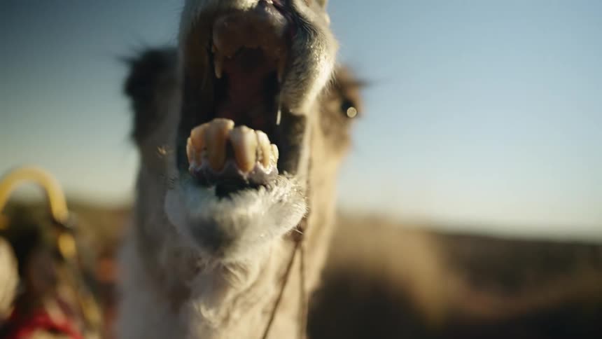 Close up of a camel opening its mouth in front of the camera at evening