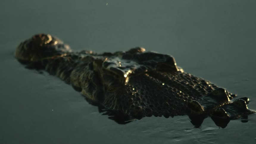 A crocodile is swimming slowly in the water