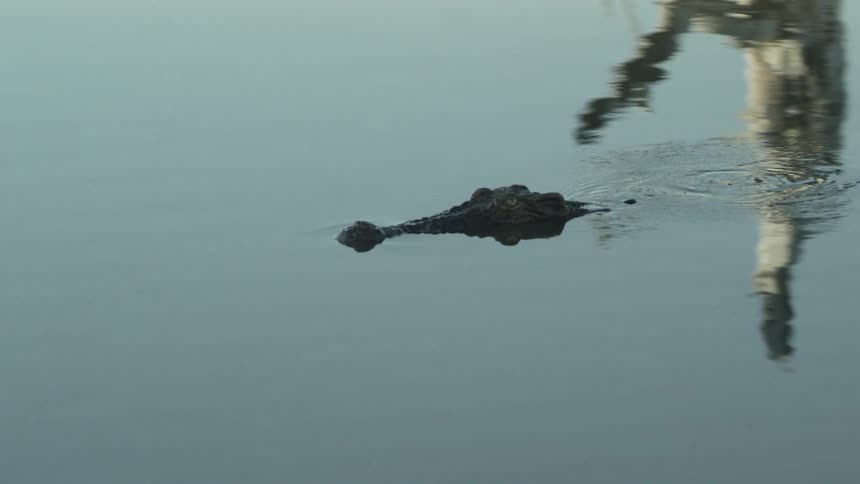 A crocodile is swimming in a calm lake at dusk