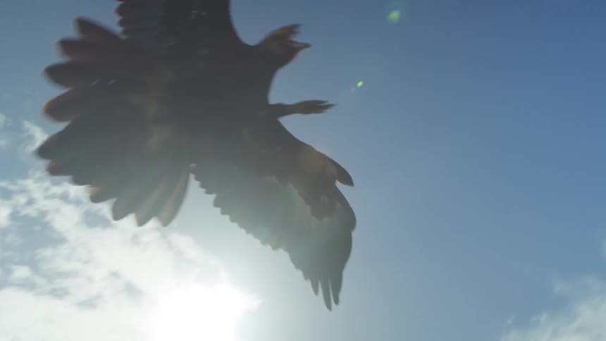 A bird is flying and comes in for a landing on top of a perch