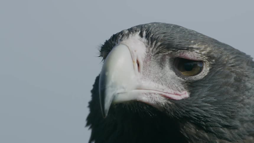 A bird is looking around on a windy day