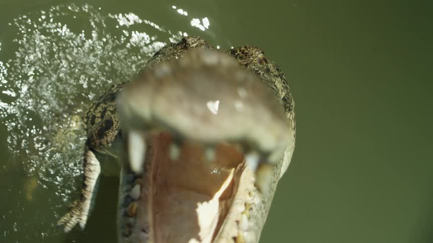 Close up of an alligator jumping with its mouth open towards the camera