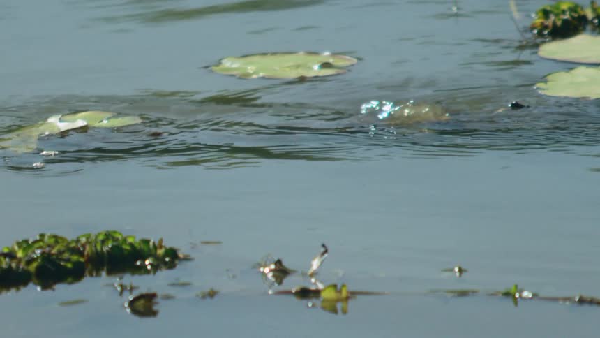 Alligator swims across surface of water slowly submerging the resultant ripples moving nearby lily pads