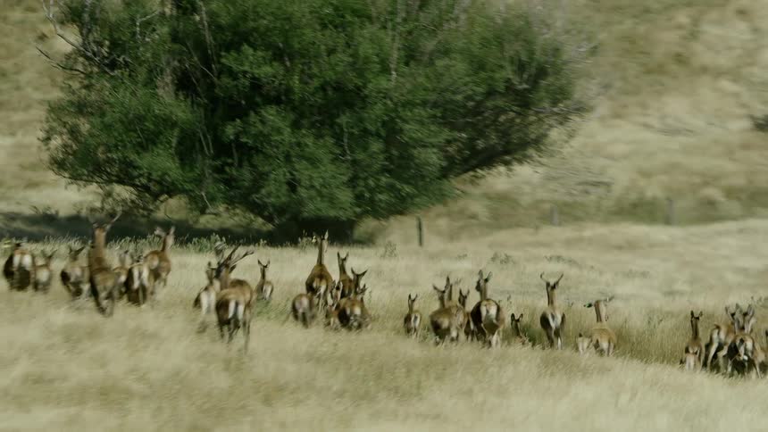 A herd of antelope run down a dry grassy slope
