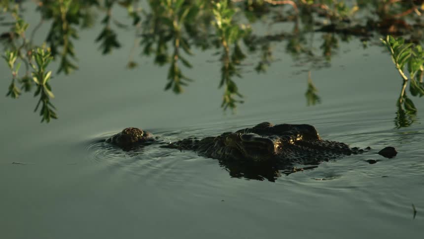 A crocodile swimming in the water