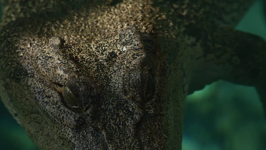 Close up of a crocodrile floating on the clear surface of a river