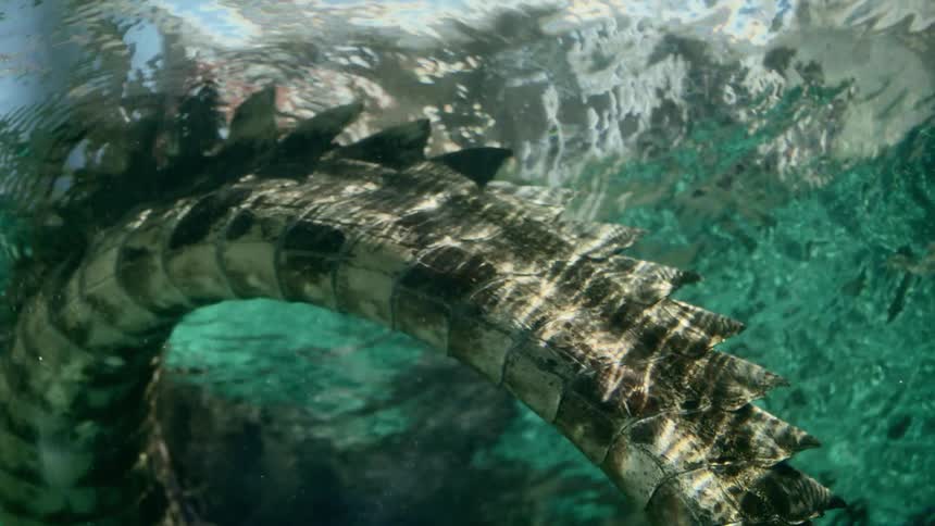 A view of an alligator in the water