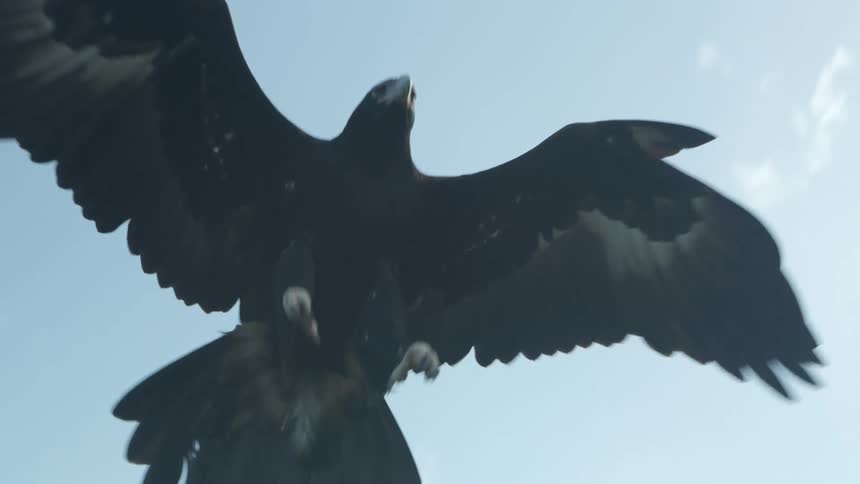 A bird flying to perch
