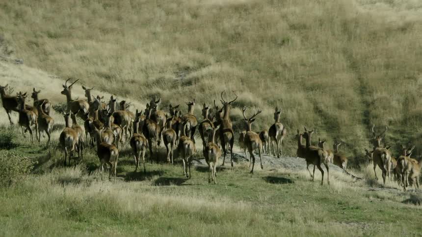 A wildlife herd runs towards a cliff then stops