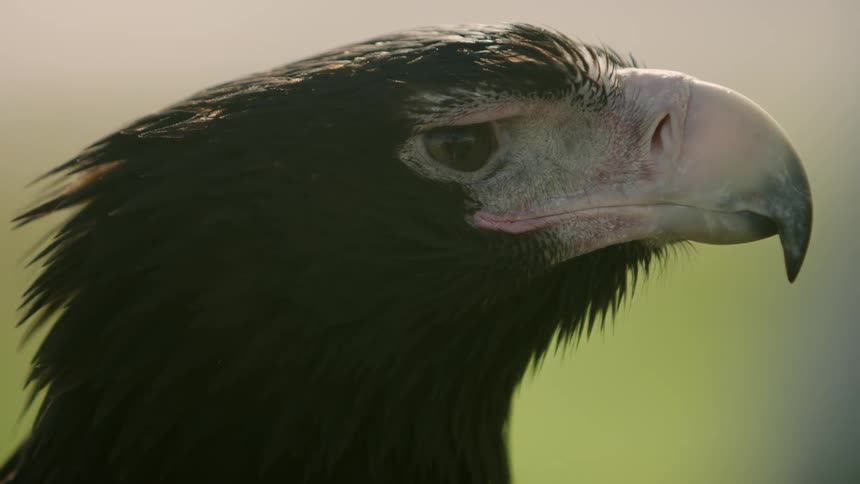 A close up of a bird