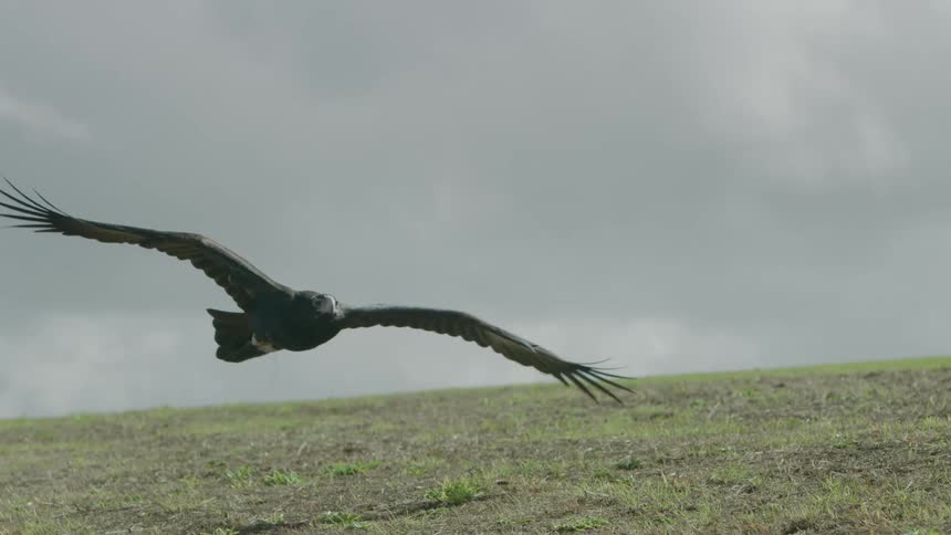 An eagle flies over a grassland
