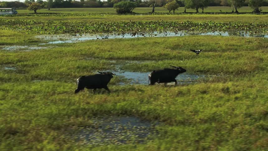 Two hippo like animals run through a marsh as they chase after a bird