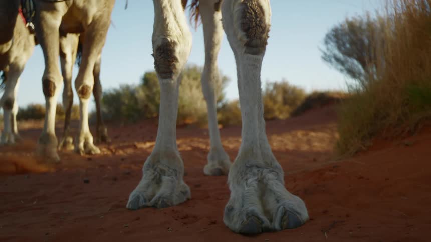 Camels carry people in the desert