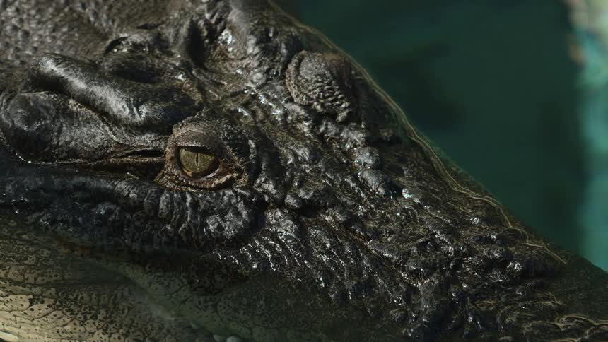 An alligator in water with reflection