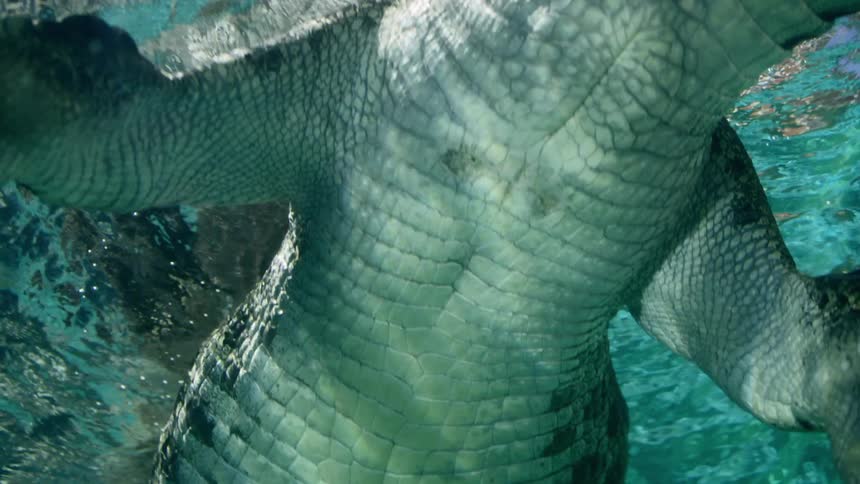 Underwater footage of a swimming alligator