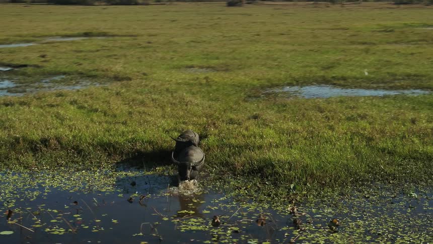 Aerial view of water oxen walking on the green vegetation on a marsh