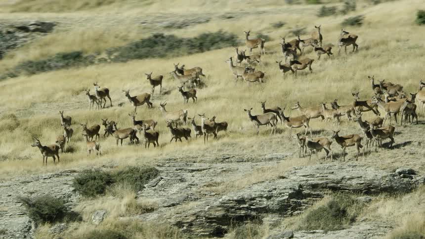 A herd of deer standing and running on a grassland