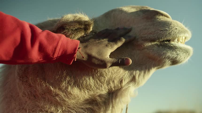 Close up of the head of a camel being caressed by a human hand at sunset