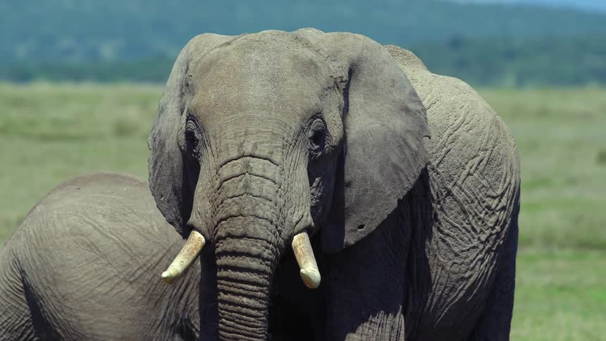 An elephant drinking water with a grassy field and trees in the background