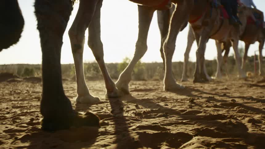 People ride camels across sand as camel feet kick up dust on a bright sunny day
