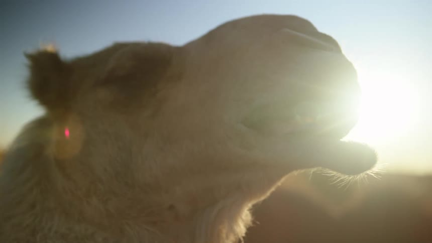 Close up of the head of a camel in front of the sunset