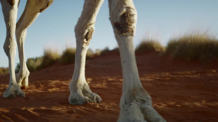 A close up of an animal walking