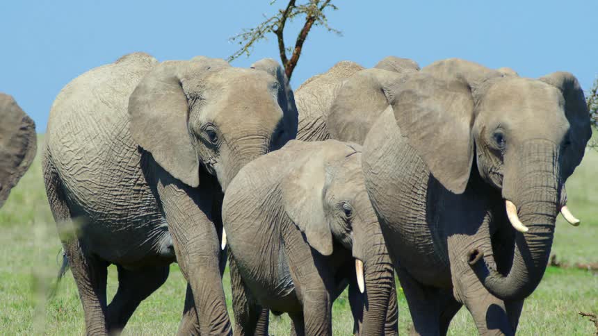 Elephants walking in the savanna with grass trees and the sky in the background