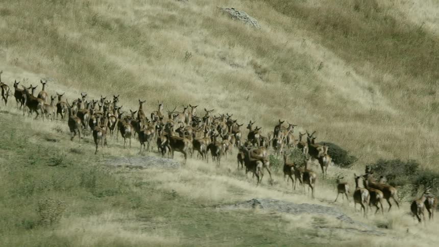Antelope running in a herd with grass and hills in the background