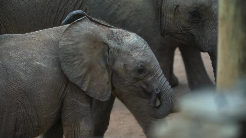 Baby elephant walking with the herd