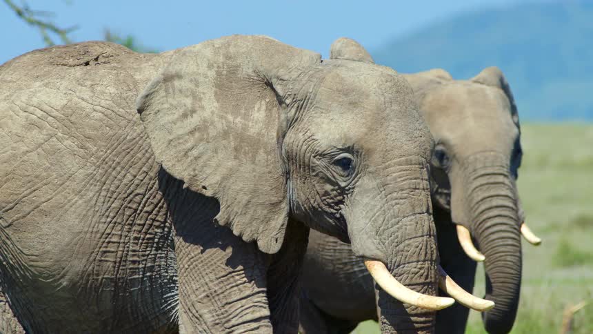 Elephants walk together through the grass