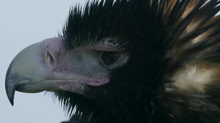 A bird with a beak and feathers with the sky and clouds in the background