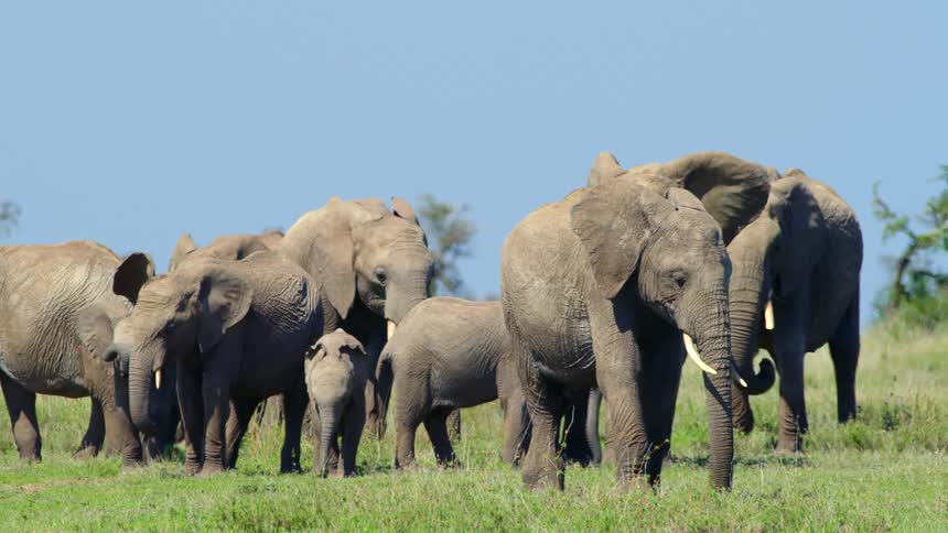 Elephants standing on grass with trees the sky and clouds in the background