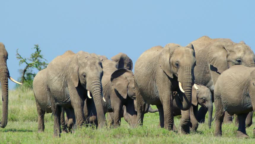 Herd of african elephants walking on the green pastures on the savanna