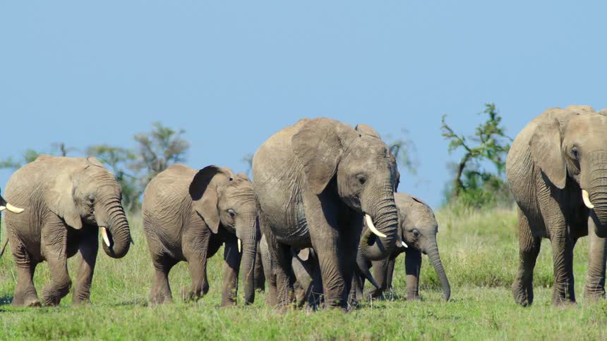 Herd of elephants walking on the green grass in the savanna