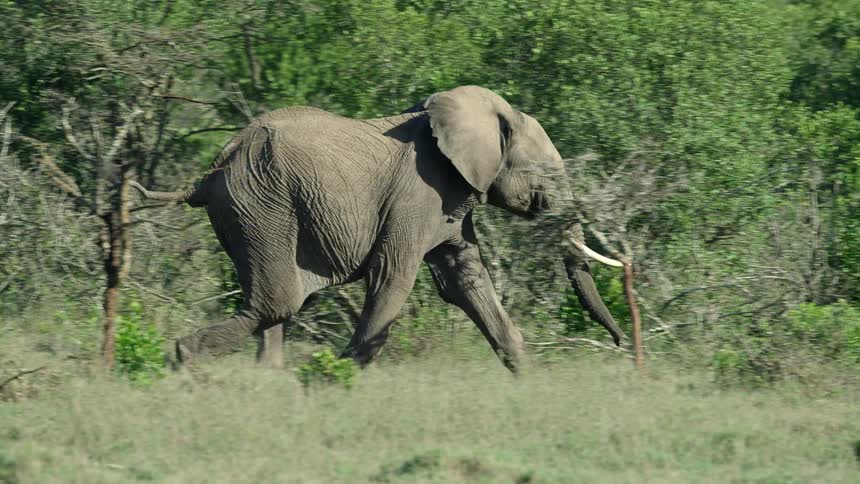 African elephant running on he green jungle