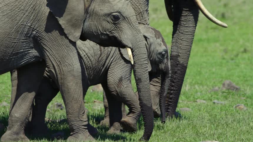 A baby elephant walks next to its mother and another adult elephant