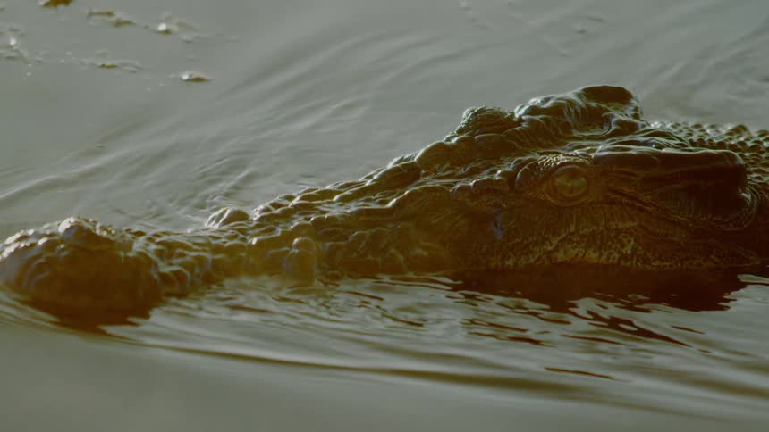A crocodile swims in the water