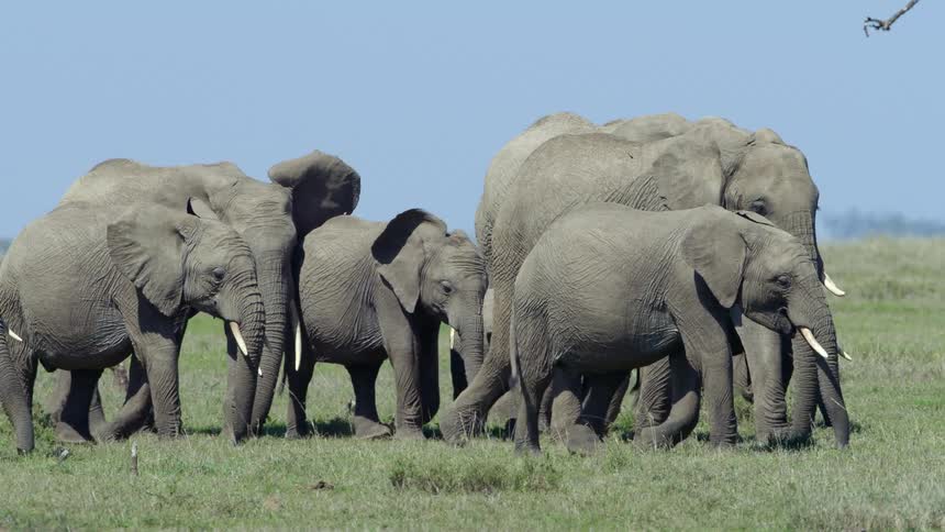A herd of elephants are walking through grass on a clear day