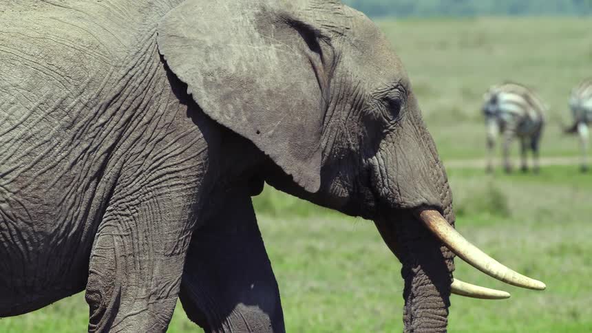 An elephant walks through a grassland near a group of zebras
