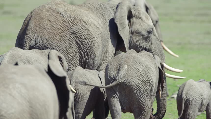 A herd of elephants walk on the field