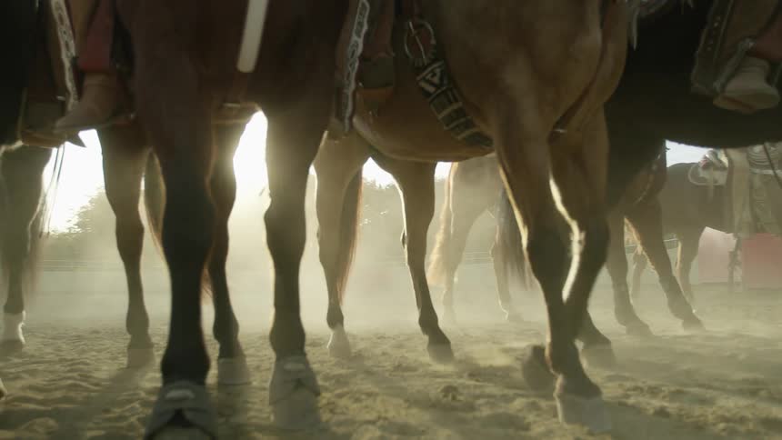 A group of horses walking around outdoors