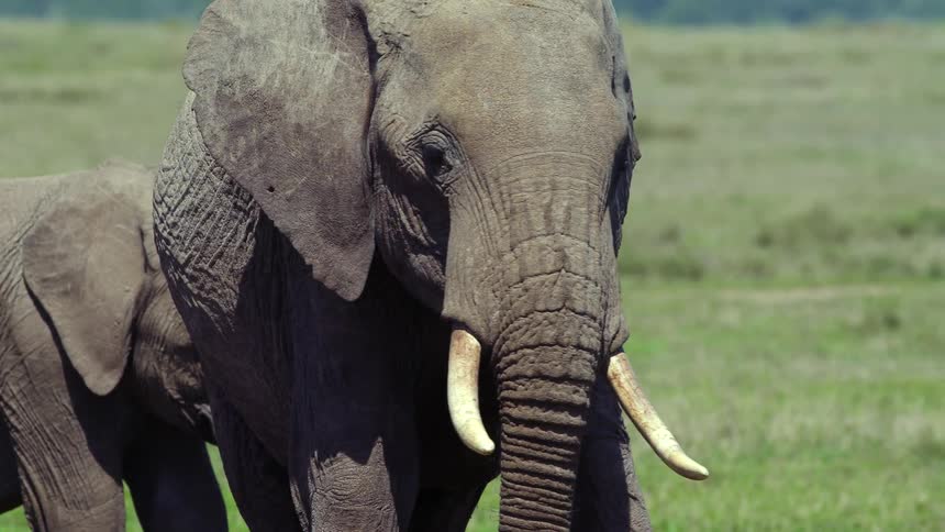An elephant and its baby graze in a field