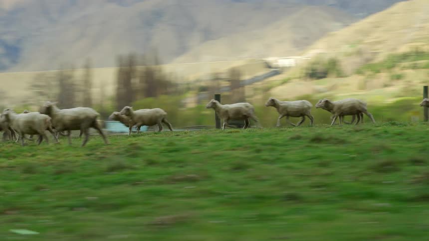 Sheep herd runs along fence line with lake and mountains in background