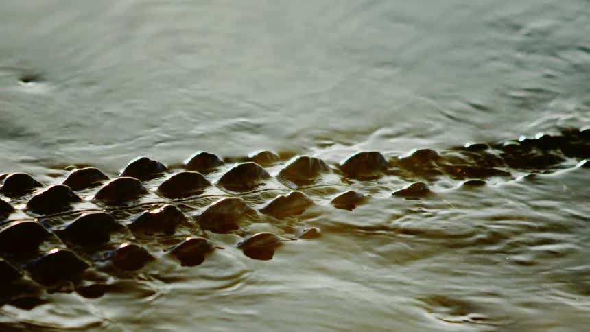 A crocodile is swimming through the murky water