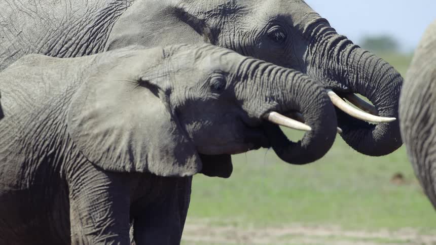 A group of elephants drinking water outdoors