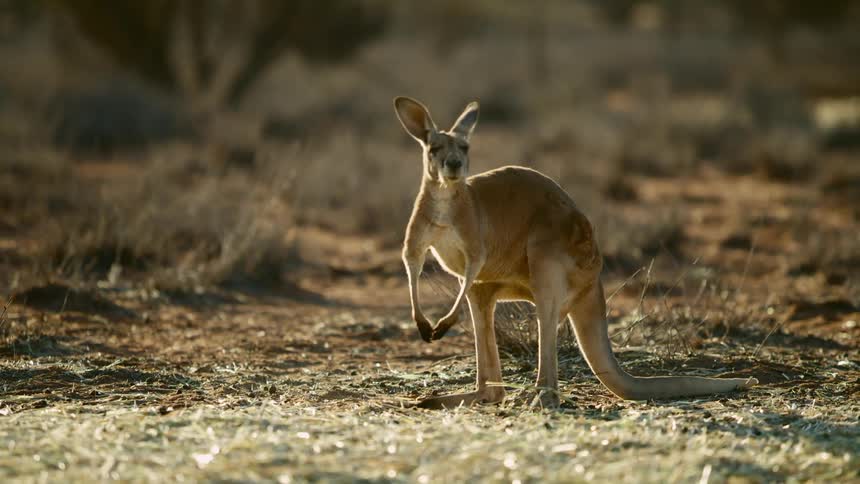 A kangaroo hops across a dirt patch
